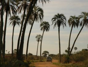 Palmares