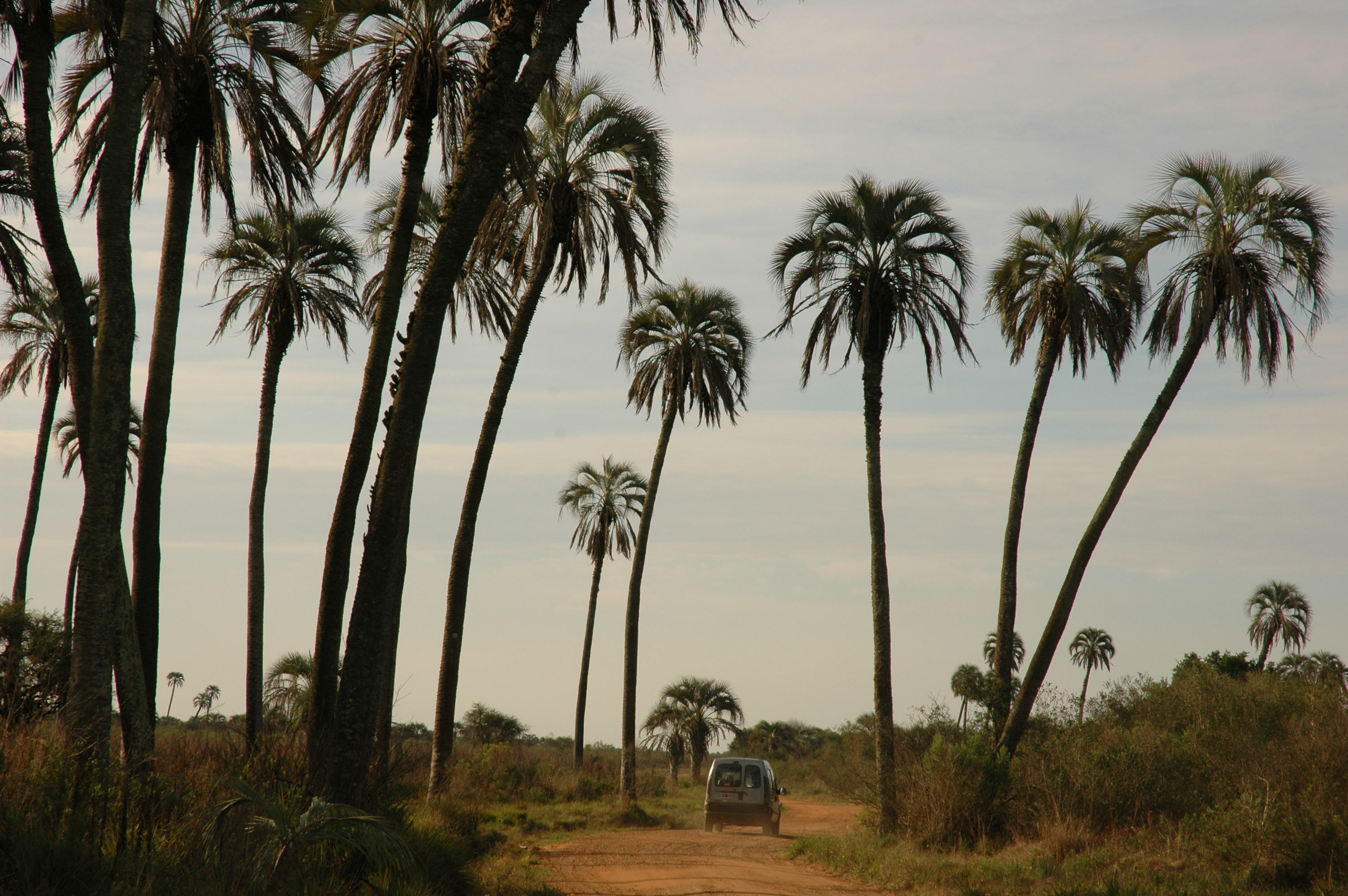 Palmares